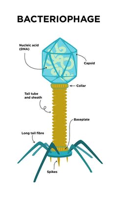 Illustration of bacteriophage structure.