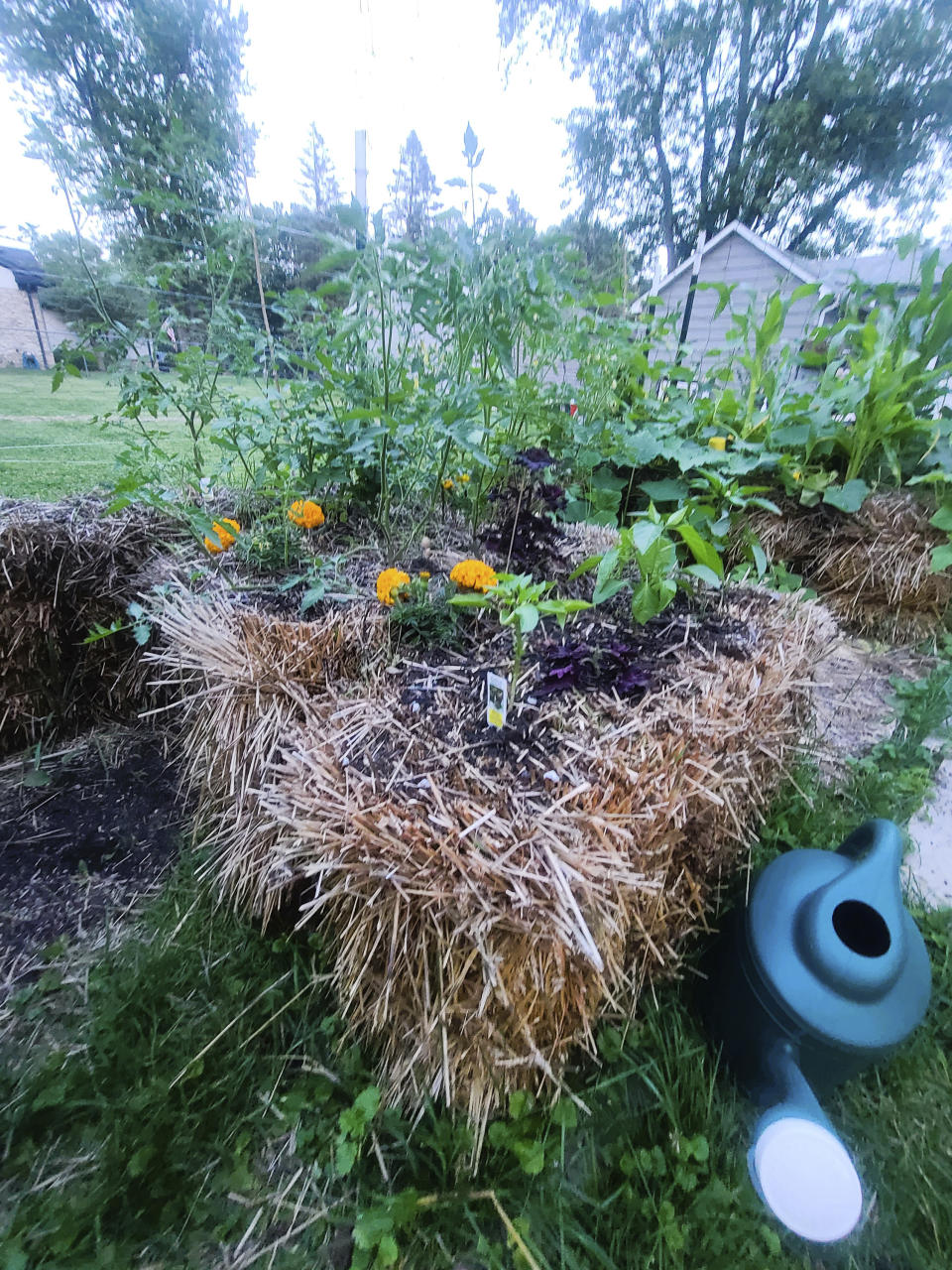 This July 2023 image provided by Adrienne Reeves shows tomatoes, marigolds and peppers growing in straw bales in a garden in Livonia, Mich. (Adrienne Reeves via AP)