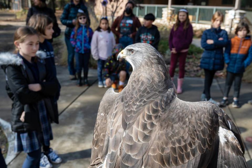 Orion, a Swainson Hawk, is viewed by children on a field trip on Tuesday, Dec. 6, at the Effie Yeaw Nature Center. The nature center seeks funds to update and expand their outdoor animal enclosures.
