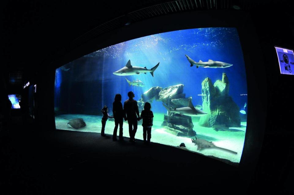 The cetaceans pavilion at Genoa's Piano-designed aquarium (© Costa Edutainment SpA)
