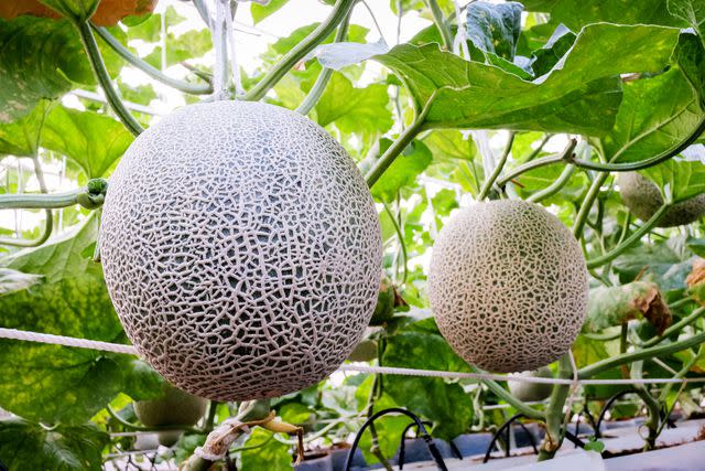 <p>Tanawut Punketnakorn / Getty Images</p> Some Japanese melons, like the crown melon in Shizuoka Prefecture, are revered not only for their taste, but also for their perfectly symmetrical appearance.