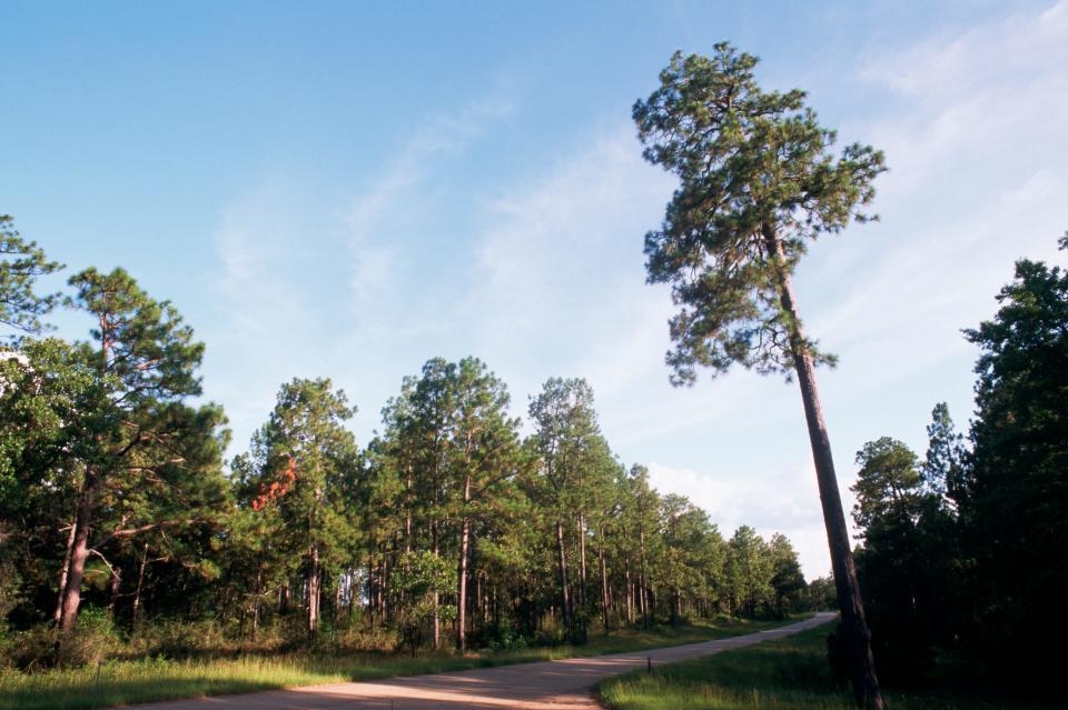 Statesman Tree in Kisatchie National Forest, Louisiana.