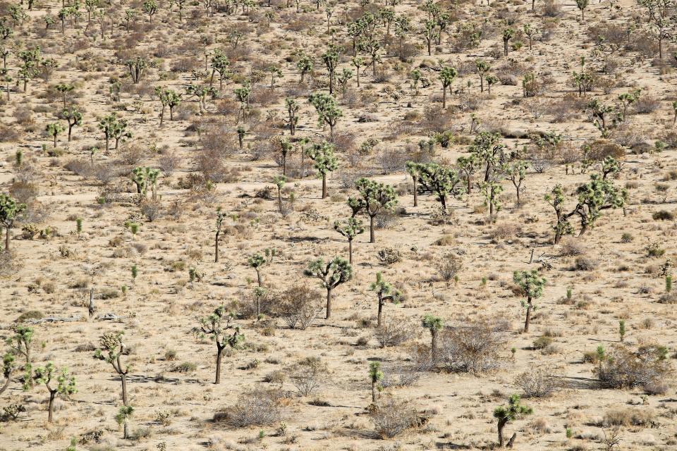 Joshua trees grow on protected Mojave Desert Land Trust lands which create wildlife linkages near the border of Joshua Tree and Yucca Valley, November 18, 2021.