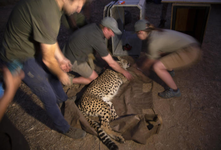 A tranquilized cheetah is loaded into a cage by wildlife veterinarian staff at a reserve near Bella Bella, South Africa, Sunday, Sept. 4, 2022. South African wildlife officials have sent four cheetahs to Mozambique this week as part of efforts to reintroduce the species to neighboring parts of southern Africa. (AP Photo/Denis Farrell)