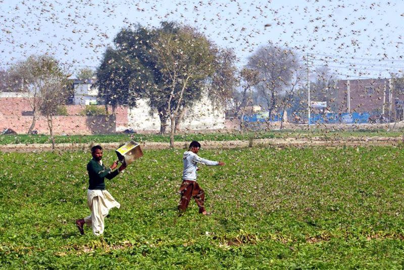 ▲印度自4月以來遭受蝗蟲災害。（圖／翻攝自 India Today ）