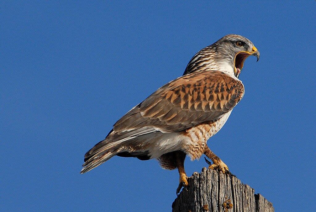 An active ferruginous hawk nest was discovered on the site of the proposed Saamis Solar Park power plant. The developer has since adjusted its plans, in response.  (U.S. Fish and Wildlife Service - image credit)