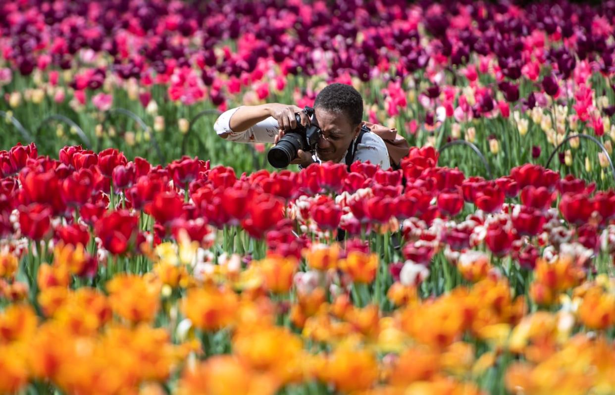 A photographer aims their camera at a bed of red tulips at Commissioners Park during the Canadian Tulip Festival in Ottawa May 16, 2021. (Justin Tang/The Canadian Press - image credit)