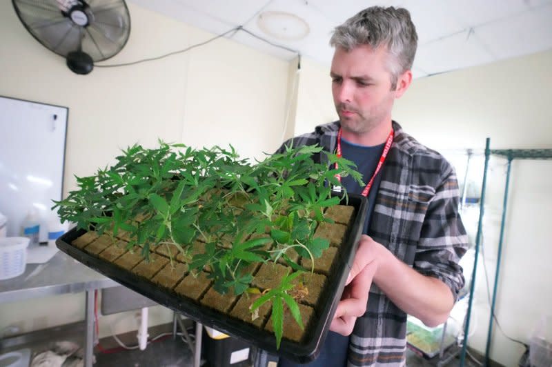 Missouri Horticulturist Justin Sheffield inspects young cannabis plants in a grow room at the Beleaf Medical Growing Facility in Earth City, Mo., in 2023. File Photo by Bill Greenblatt/UPI