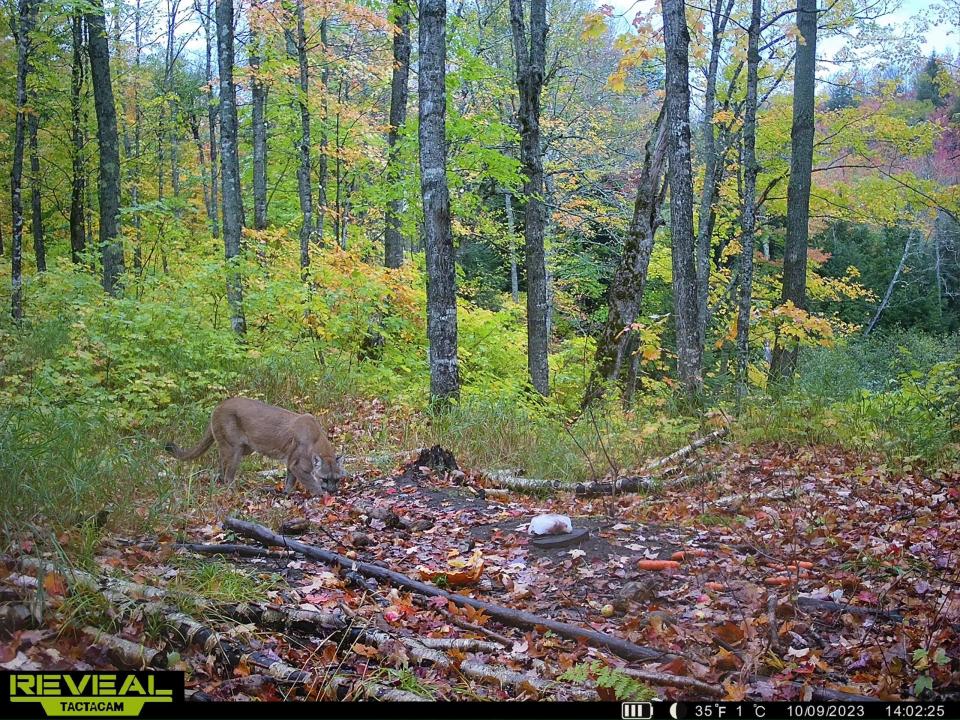 A large mountain lion investigated one of Scheafer's bait sites back in October.