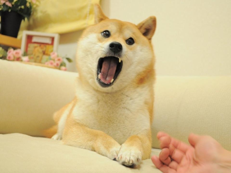 The original photo of Kabosu used in the doge meme was part of a series posted to owner Atsuko Sato’s blog in 2010 (CC/ Kobachan.blog)