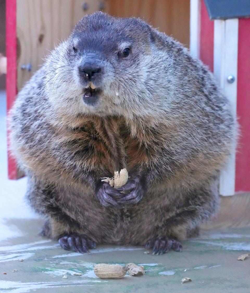 Milwaukee County Zoo resident groundhog, Gordy, eats a peanut while making his annual Groundhog Day appearance at the zoo’s Family Farm in Milwaukee on Thursday. Gordy saw his shadow, meaning we can expect six more weeks of winter, according to tradition.