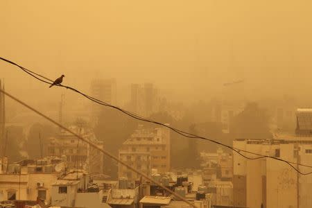 A pigeon sits on a wire during a sandstorm in Beirut, Lebanon September 8, 2015. REUTERS/Alia Haju