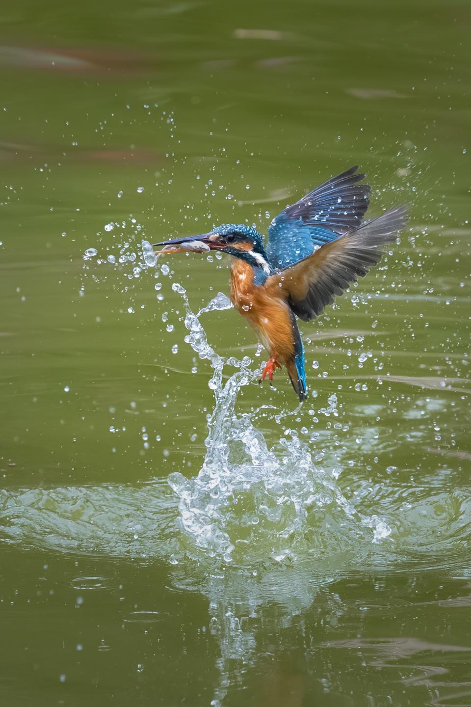 Robert 在柴灣公園拍攝到雀鳥捕魚一刻。（受訪者提供照片）
