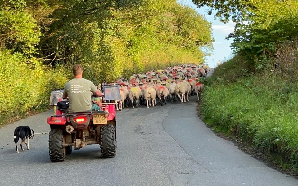 Sheep farmer Julian Taylor spends much of his time travelling to and from his scattered rented plots