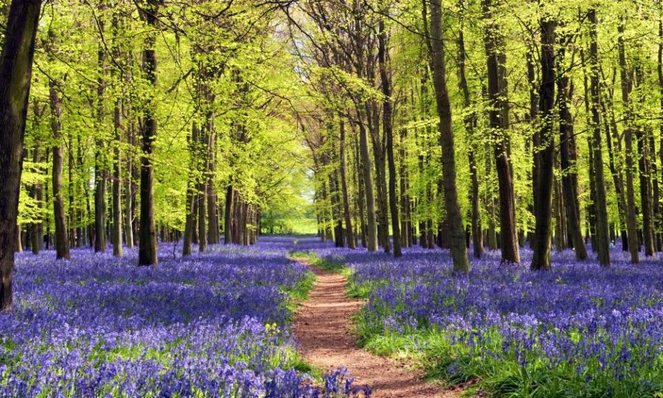 Bluebells and beech trees in Dockey Wood, Ashridge Estate