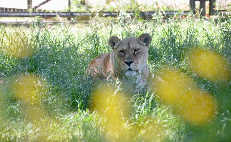 Los leones ya no estarán en el bioparque de La Plata