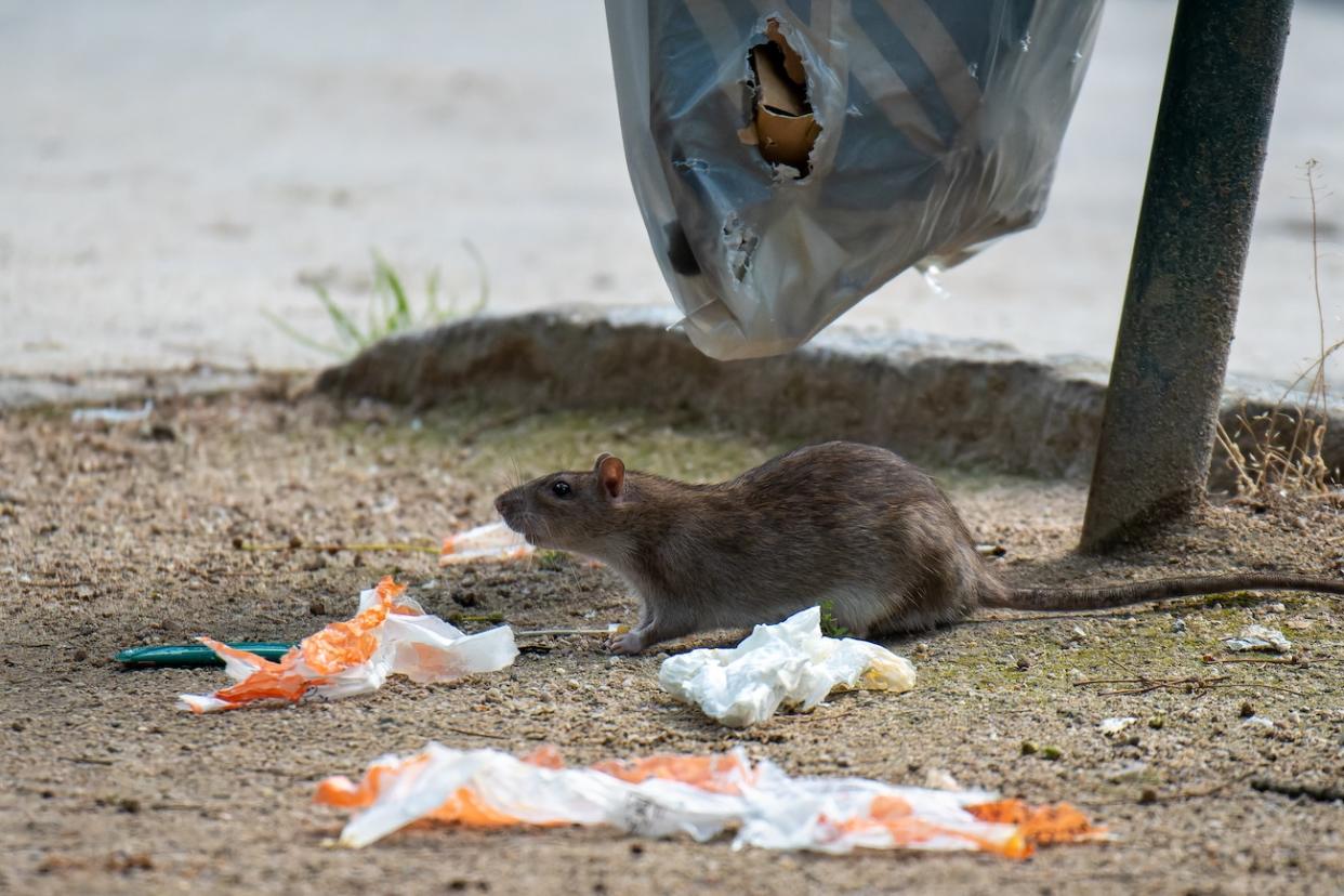 The National Environment Agency will begin trialling the use of thermal detection cameras to monitor rat hotspots starting next week