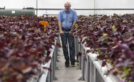 An employee uses a scooter to ride in a greenhouse of the Plant Advanced Technologies (PAT) company in Laronxe near Nancy, Eastern France, June 19, 2015. REUTERS/Vincent Kessler