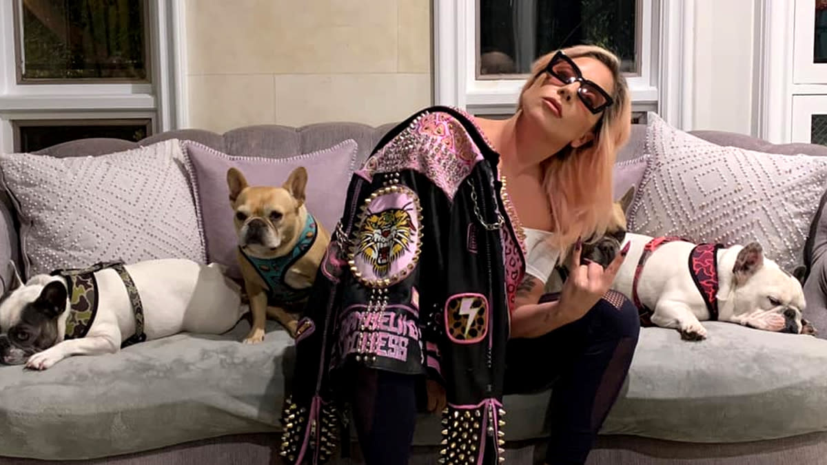 Lady Gaga’s Missing Dogs Koji and Gustav Recovered, a Woman Arrives ...