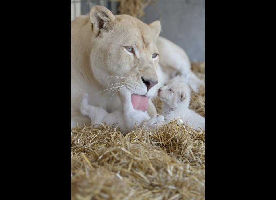 Lion mother Princess licks one of her white lion babies on July 17, 2012 in Kempten, southern Germany. Lion mother Princess gave birth to six white lion cubs on July 11, 2012 at the Circus Krone.      AFP PHOTO / TOBIAS KLEINSCHMIDT    GERMANY OUT        (Photo credit should read TOBIAS KLEINSCHMIDT/AFP/GettyImages)