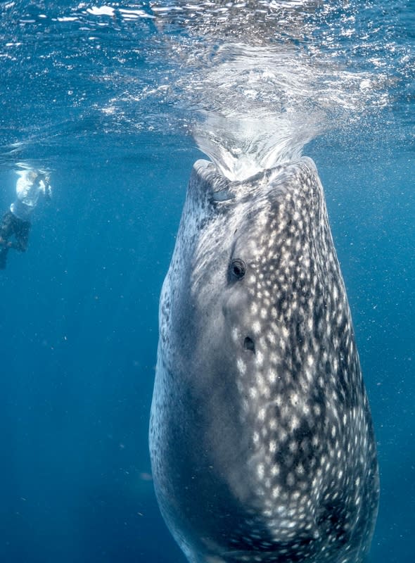 whale-shark-almost-swallows-diver-mexico