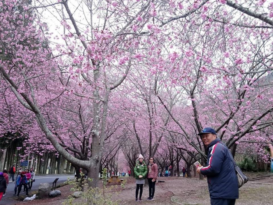 武陵農場櫻花季。（中華旅行社提供）