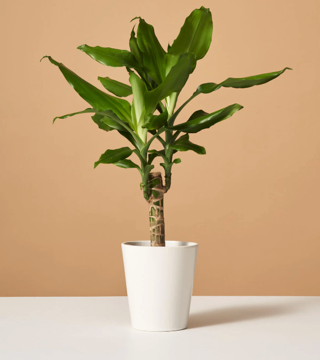 <p><a href="https://go.redirectingat.com?id=74968X1596630&url=https%3A%2F%2Fwww.thesill.com%2Fproducts%2Fdracaena-cane-green&sref=https%3A%2F%2Fwww.prevention.com%2Flife%2Fg39081215%2Flow-light-indoor-plants%2F" rel="nofollow noopener" target="_blank" data-ylk="slk:Shop Now;elm:context_link;itc:0;sec:content-canvas" class="link rapid-noclick-resp">Shop Now</a></p><p>Dracaena Fragrans Green</p><p>thesill.com</p><p>$68.00</p><span class="copyright">The Sill</span>