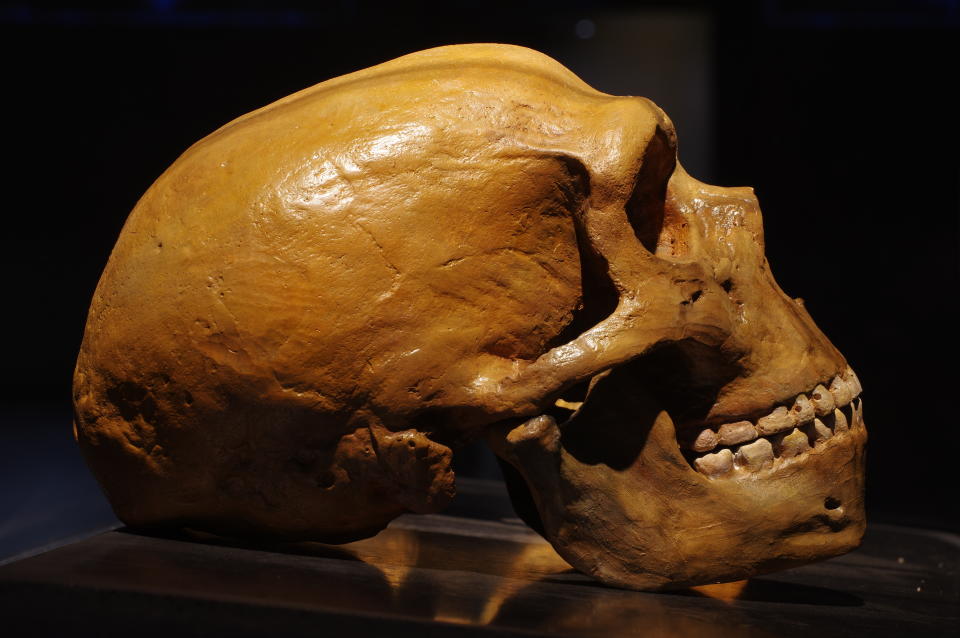 El desarrollo del cerebro entre los neandertales y los humanos modernos ha sido distinto/Getty Images.
