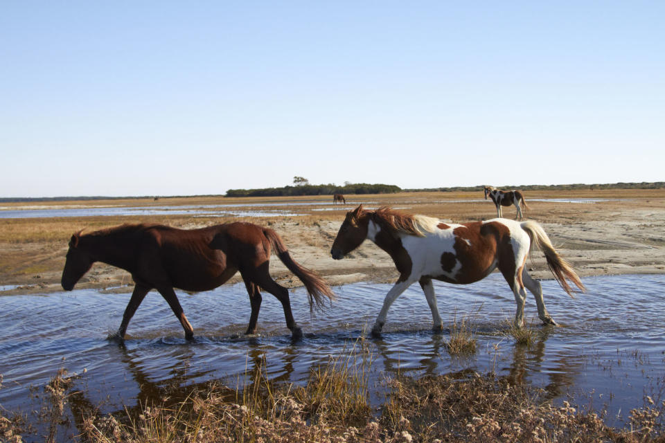 Chincoteague, Virginia