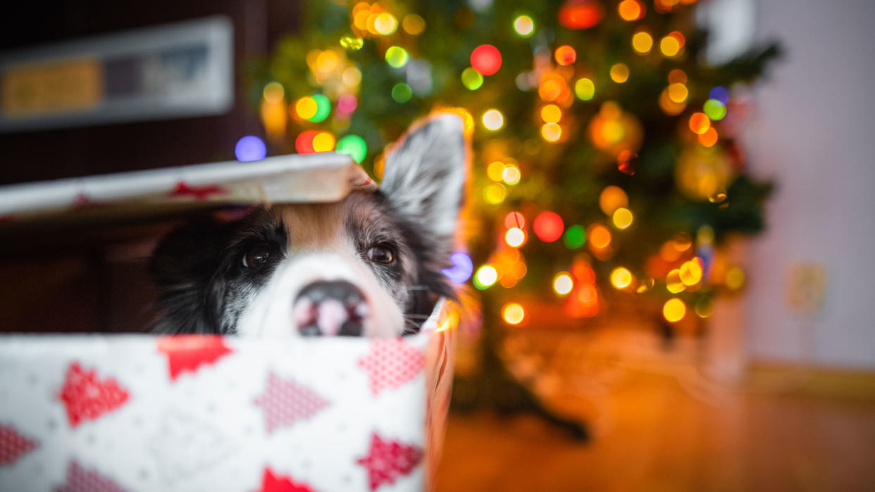  Dog hiding in Christmas present box. 