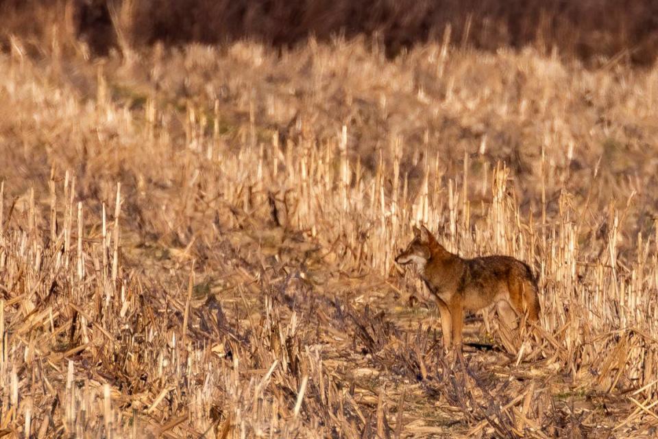 An endangered red wolf waits in a corn field inside the Alligator River National Wildlife Refuge on Dec. 15, 2023.