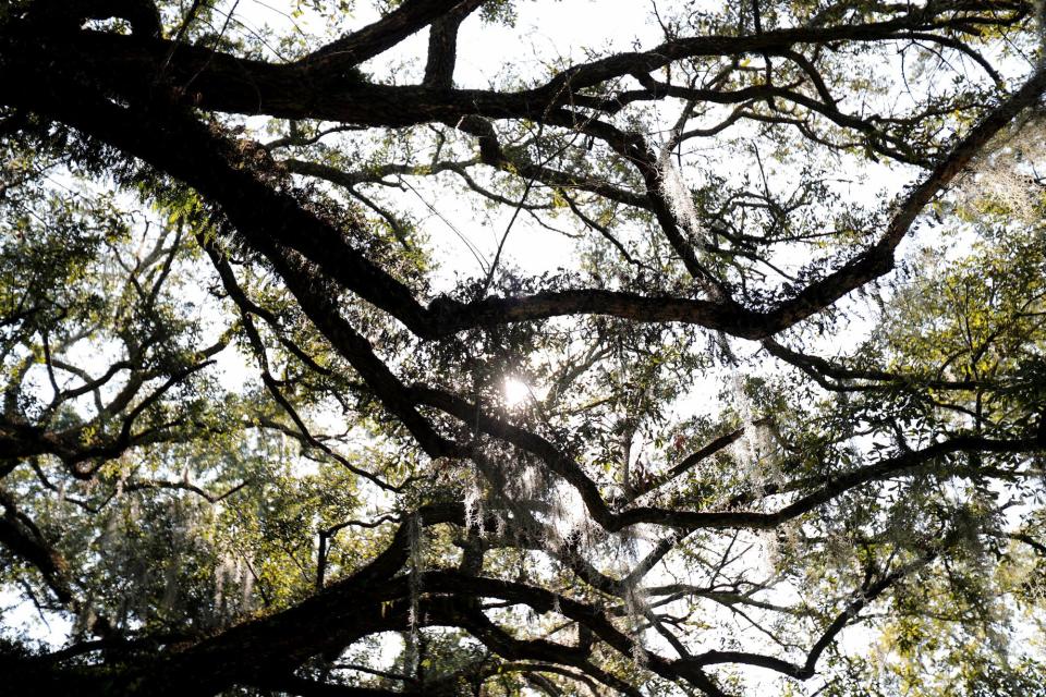 The sun shines through the branches of a Live Oak in McCauley Park.