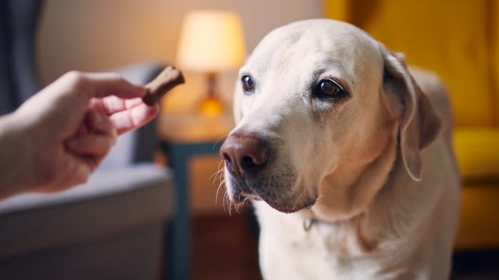  Best diabetic dog treats 