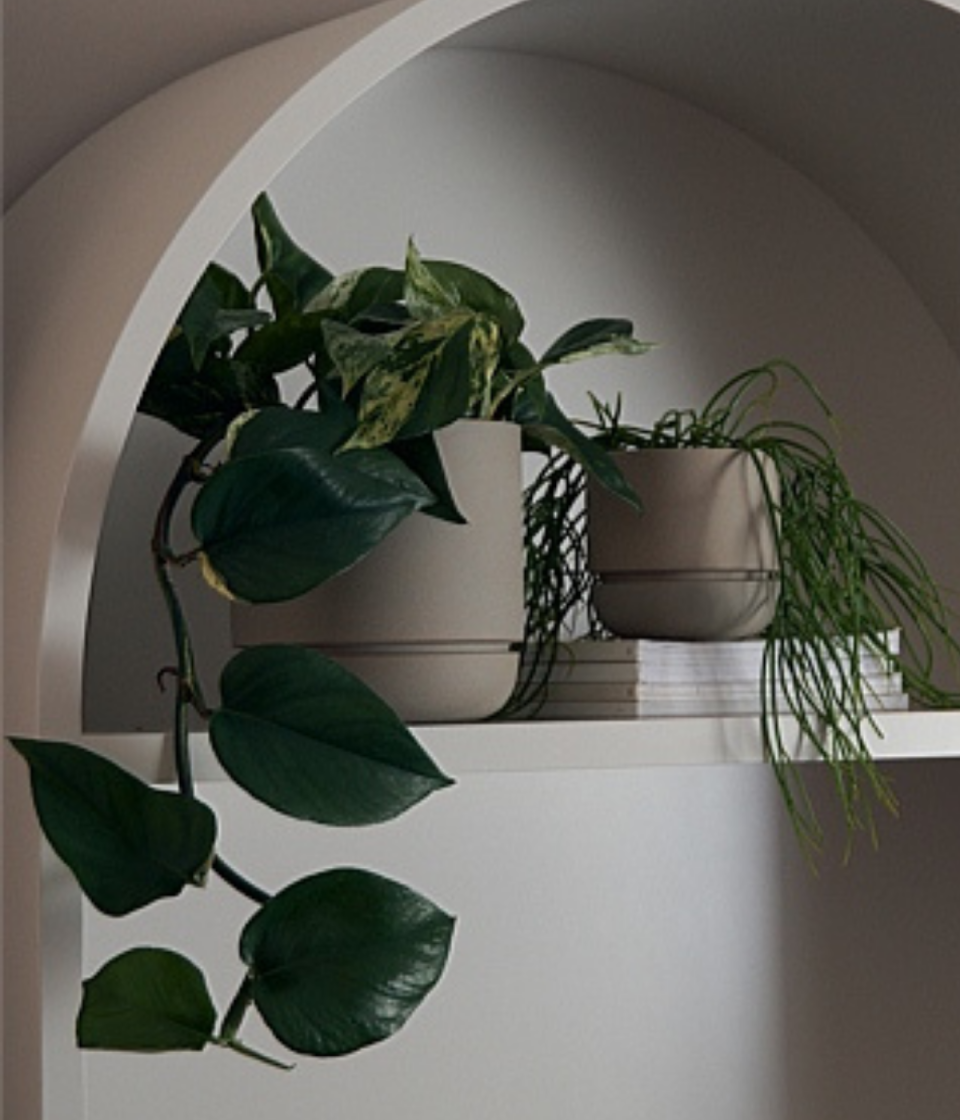 Grey Andy Medium planter from Country Road shown on neutral arched shelving with trailing houseplants.