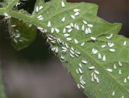 ipm-illinois-edu.jpg