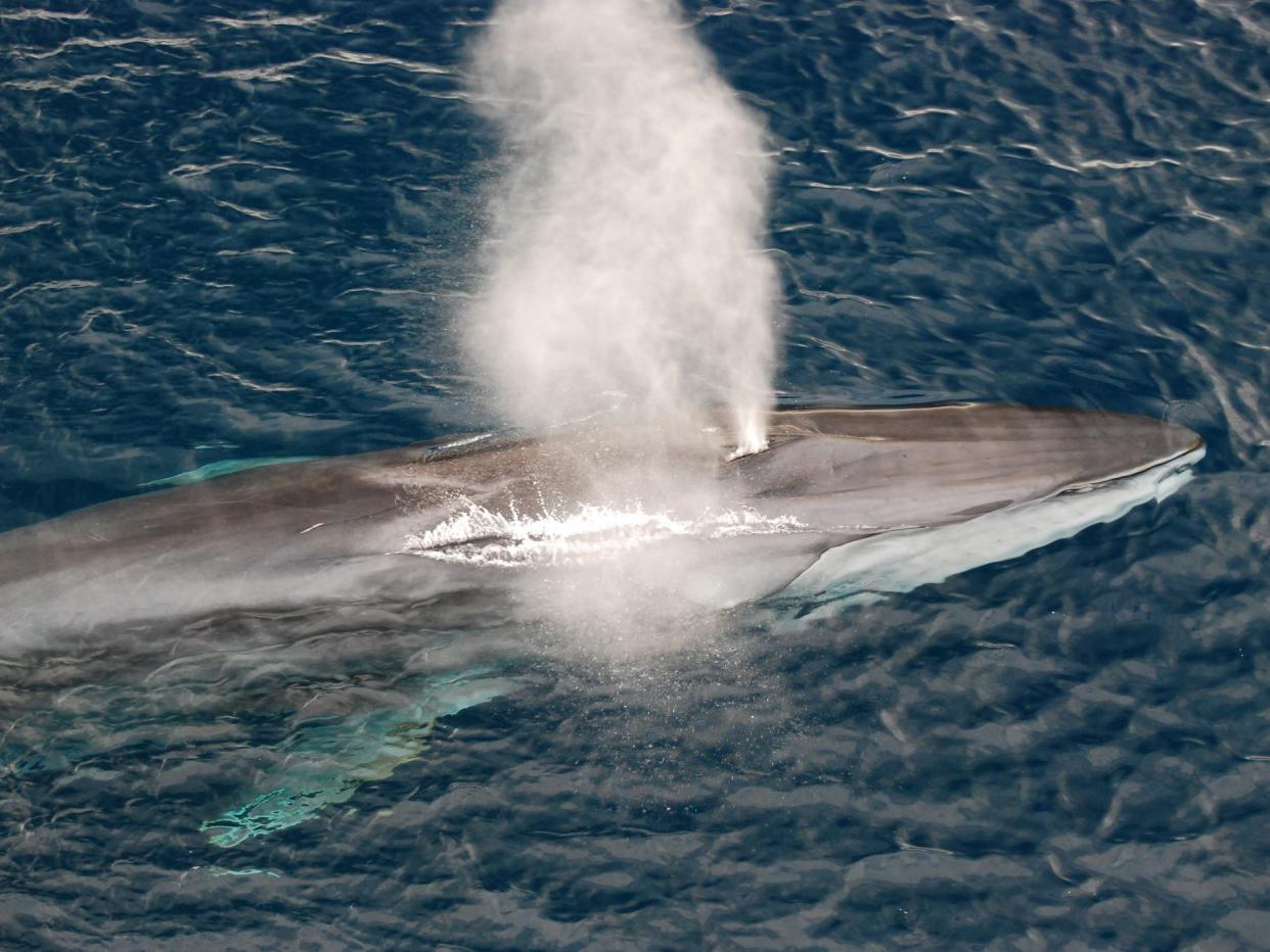 The second largest animal on the planet, the fin whale, also has one of the lowest singing voices. Scientists now know distinct groups of fin whales can trade vocalisation patterns (Getty Images/iStockphoto)