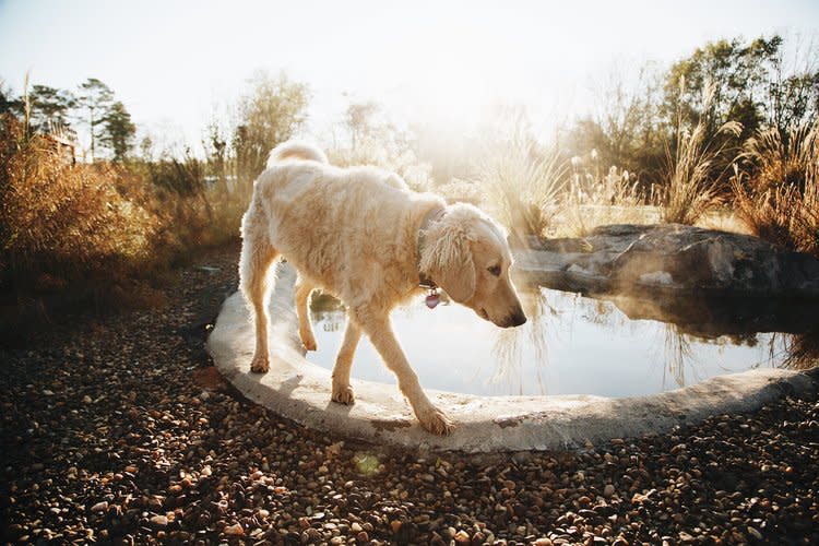 There are six friendly blond dogs on the property: Pippin, Lilith, Effey, Hazel, Maple and Mr. Bingley. Photo credit: Airbnb.