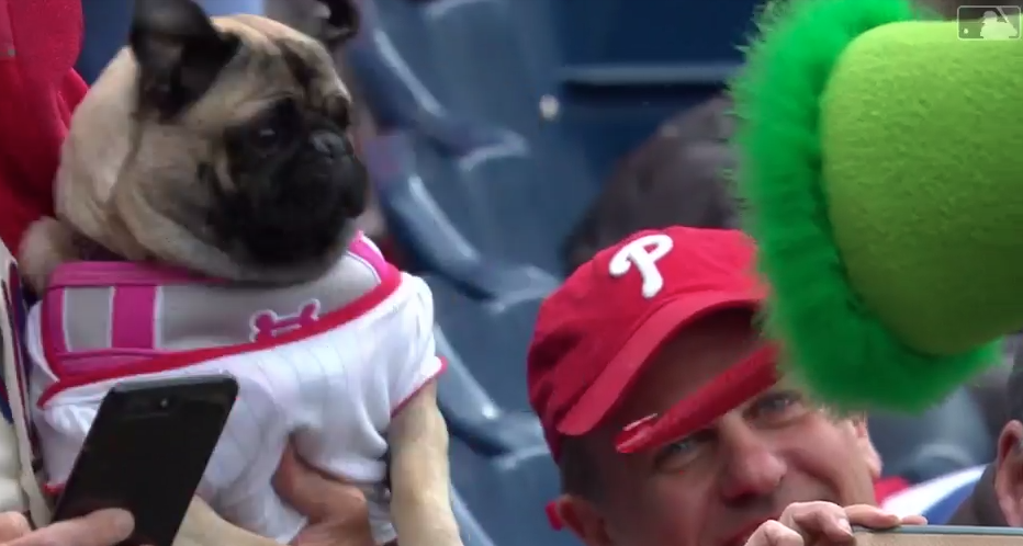 The Phillie Phanatic scared a pug with its long, red tongue. (MLB.com)