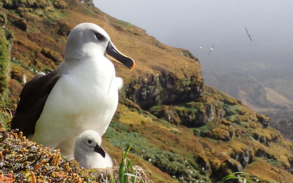 Grey-headed Albatross with chick Marion Island - Michelle Risi
