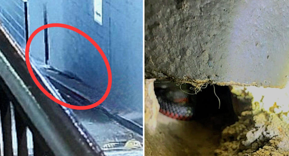 Left: The red-bellied black snake travelling along the side of a Sydney building. Right, the snake is coiled up inside a hole in the wall of an underground carpark. 