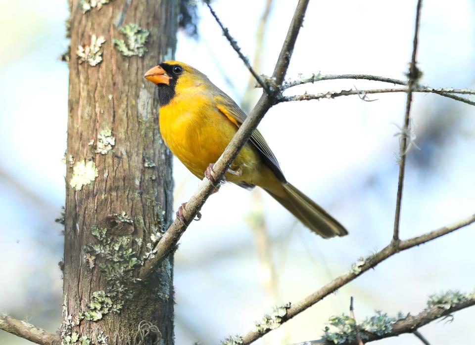 A yellow cardinal, which is thought to occur because of a one in a million mutation, rests on a branch in a wooded area on the University of Florida campus. The rare bird has been seen in the area for several weeks.