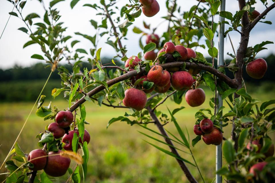 Black oxford apples affected from the late spring frost hang from a branch at Soons Orchards in New Hampton, NY on Friday, September 22, 2023.