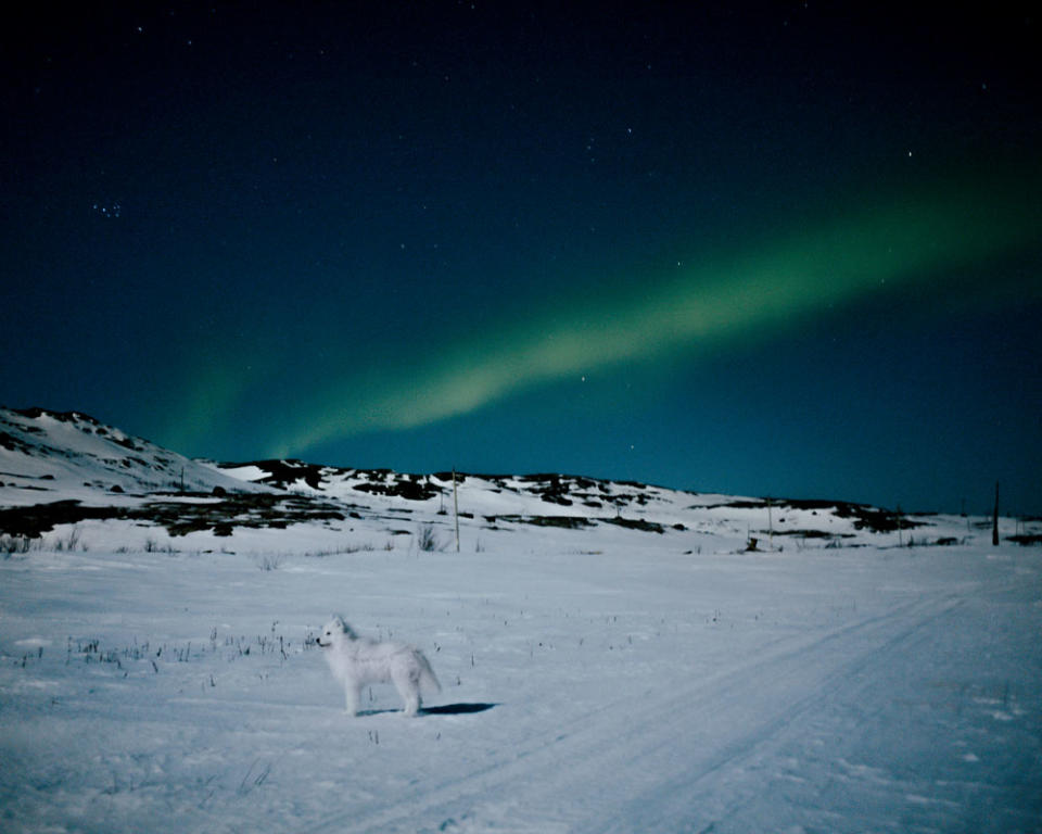 Photograph of a dog under the Northern Lights in Russia, 2021