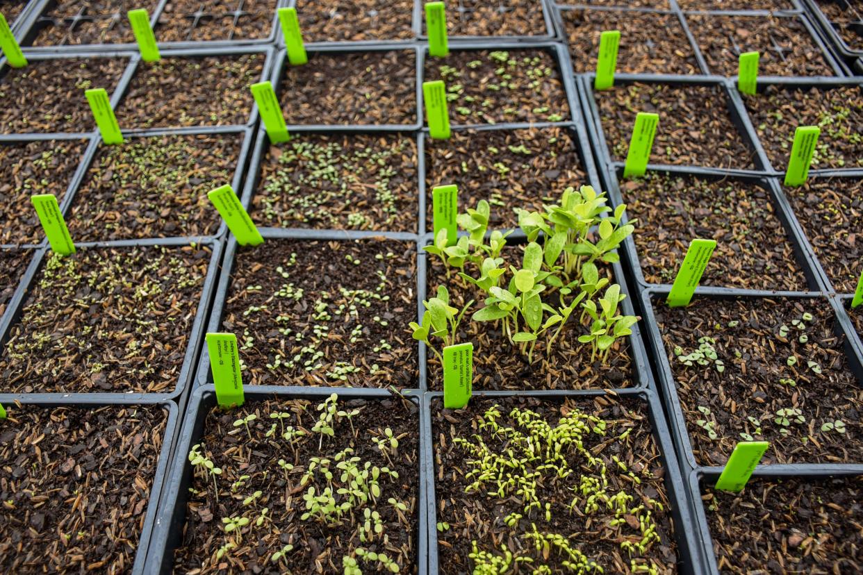 With the right amount of sunlight and moisture, seedlings are off to a healthy start.