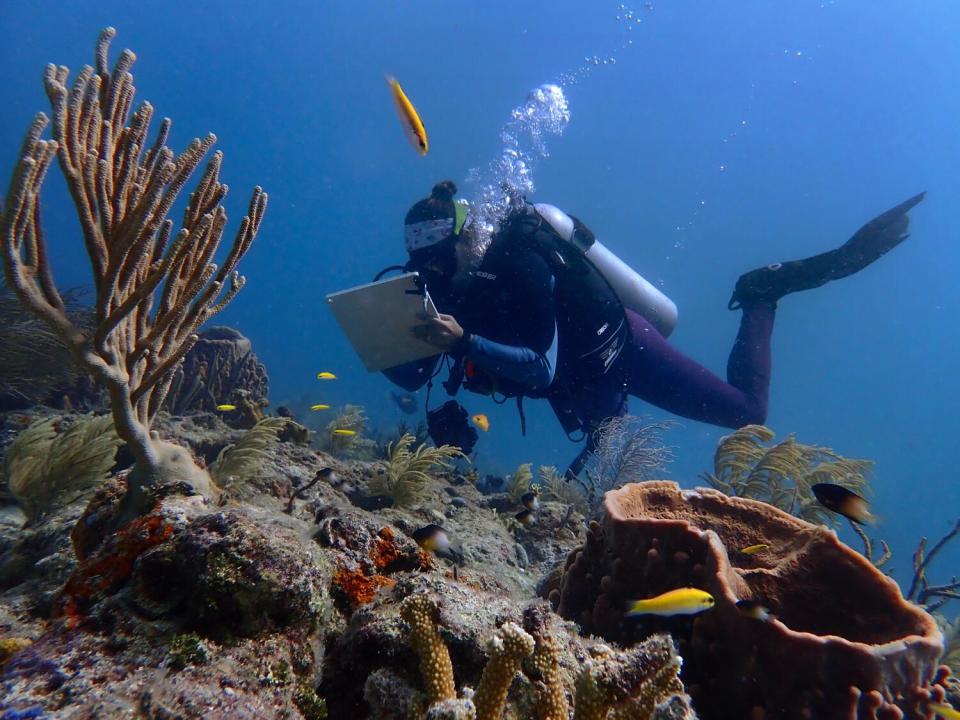 A diver takes notes on a clipboard while floating near a coral reef.