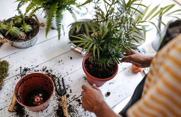 Sublimez vos plantes d'intérieur : Guide ultime de l'éclairage parfait