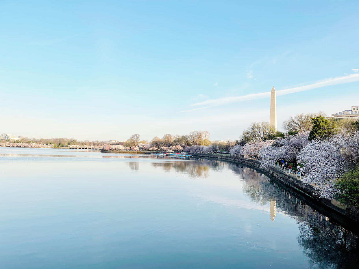 Washington, D.C.'s Tidal Basin is one of the best locations to see cherry blossom trees in bloom. (Kait Hanson / TODAY)