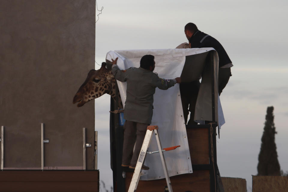 Trabajadores preparan a la jirafa Benito para su traslado en carretera desde el zoológico estatal Parque Central de Ciudad Juárez, México, el domingo 21 de enero de 2024. Después de presiones de grupos ambientalistas, Benito es trasladado desde la frontera norte, donde permanecía solo y expuesto a frías temperaturas impropias de su hábitat natural, hacia el centro del país para encontrarse con un rebaño de otros siete ejemplares en un centro de conservación con décadas de experiencia en la fauna silvestre. (AP Foto/Christian Chávez)