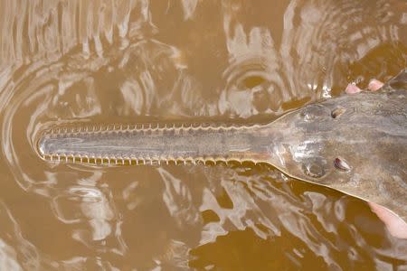 A juvenile smalltooth sawfish is pictured in the Charlotte Harbor estuarine system in Florida in this undated handout photo obtained by Reuters June 1, 2015. REUTER/Jamie Mae Darrow/Florida Fish and Wildlife Conservation Commission/Handout via Reuters