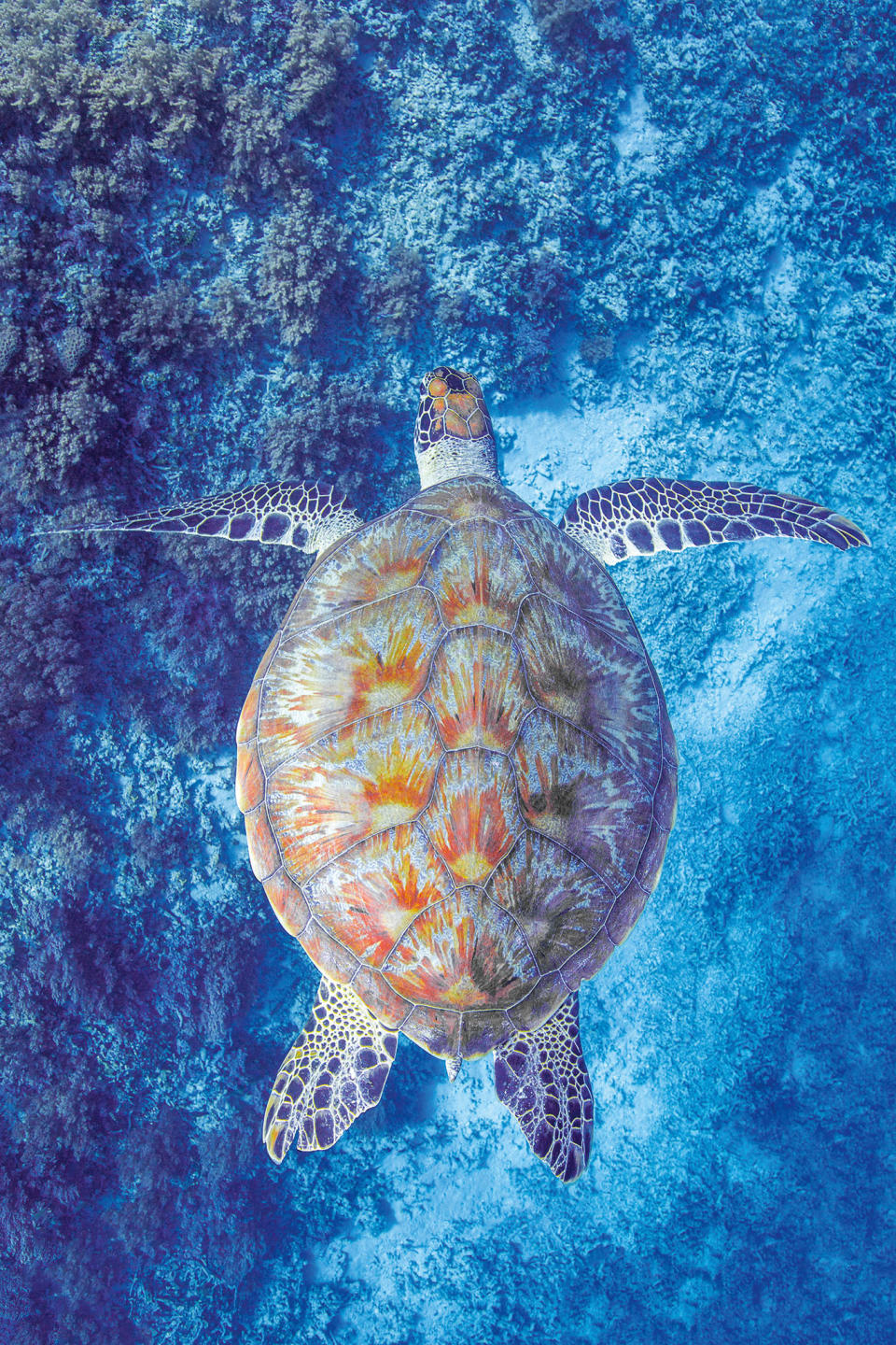 A sea turtle surveys the reefs surrounding the Gili Islands in Indonesia. | Courtesy of Chris Leidy—Assouline